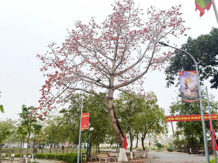 Một góc cạnh đền thờ Tả Tướng Quốc Trần Nguyên Hãn cũng rực rỡ sắc mộc miên. Ảnh: Hương Giang