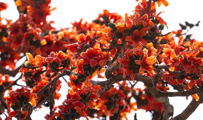Sắc đỏ của hoa gạo như giữ bước chân người đi đường chậm lại để ngắm trọn vẻ đẹp của thiên nhiên ban tặng. Ảnh: Hương Giang