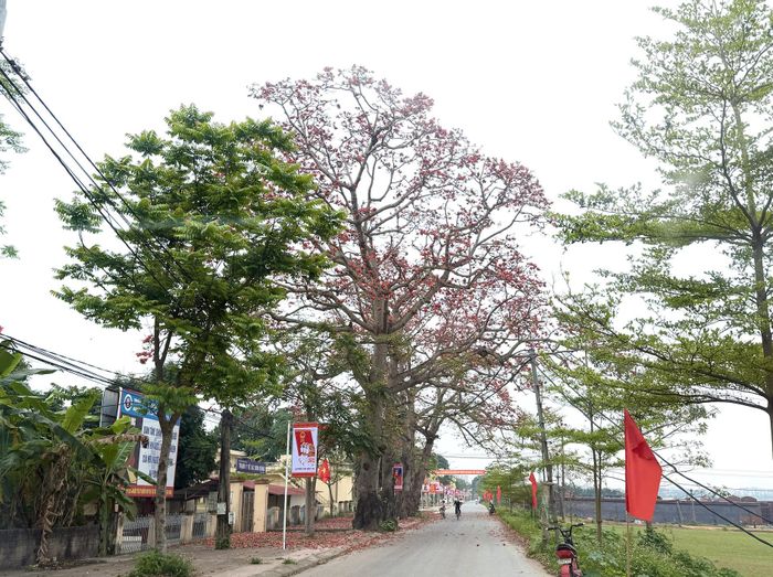 5 cây hoa gạo có tuổi đời hàng trăm năm ven bờ sông Lô. Ảnh: Hương Giang