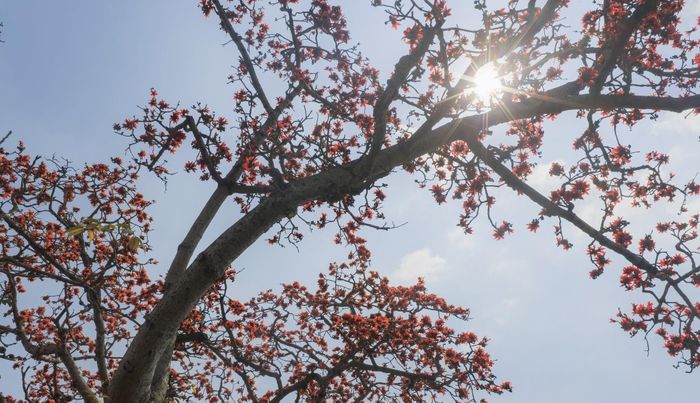 Hoa gạo rực rỡ khoe sắc dưới bầu trời xanh mướt độ tháng 3. Ảnh: Hương Giang