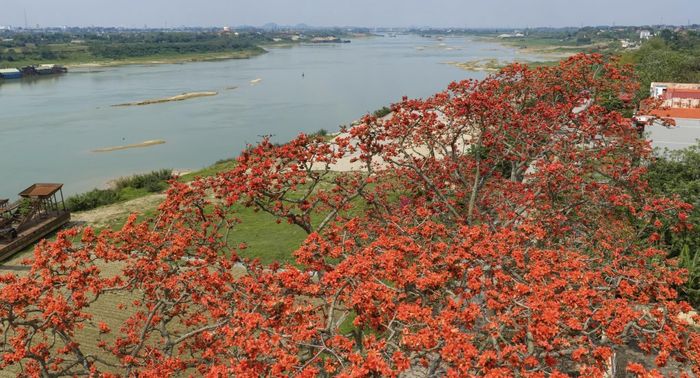 Cảnh vật bình yên dưới những tán hoa gạo đỏ rực. Ảnh: Trường An