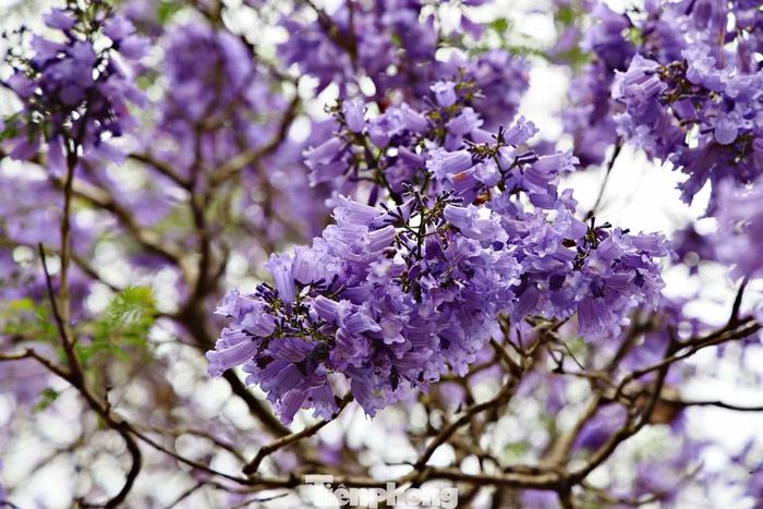 Bạn Chu Anh Phương (du khách đến từ TPHCM), chia sẻ: "Tôi từng thấy phượng tím qua ảnh, nhưng khi đứng dưới tán hoa mới cảm nhận hết vẻ đẹp của nó. Màu tím dịu khiến Đà Lạt càng thêm lãng mạn".