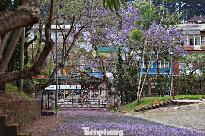 Hoa không nở đồng loạt mà rải rác trong nhiều tuần. Có cây mới chớm vài chùm, có cây đã phủ kín tán.