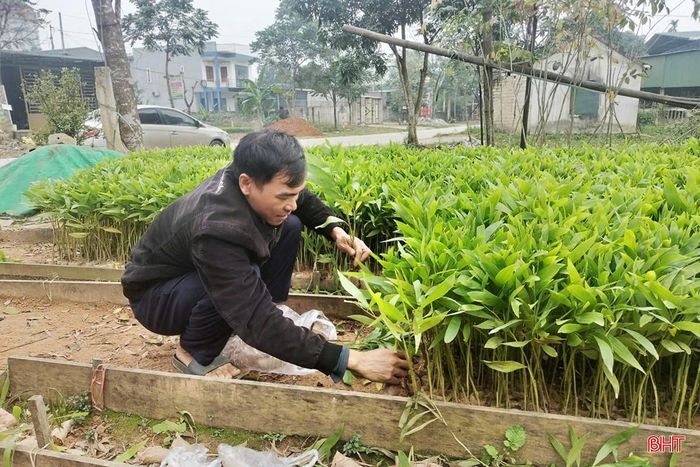 Năm nay, giá cây giống keo, tràm tăng cao, ở mức 2.500 đồng/cây