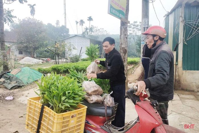 Do nhiều nguyên nhân khác nhau nên người trồng rừng sản xuất ở Hà Tĩnh đang phải mua cây giống với giá rất cao.