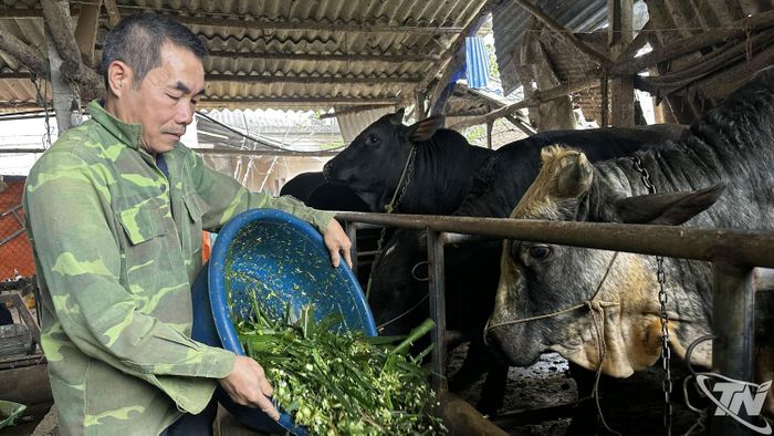 Mô hình nuôi bò vỗ béo theo hướng tuần hoàn của người dân xóm Cà Phê, xã Đồng Hỷ.