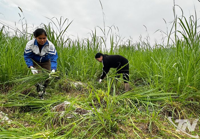 Cỏ voi và ngô sinh khối được trồng làm nguồn thức ăn để nuôi bò vỗ béo, giúp nâng cao hiệu quả chăn nuôi.
