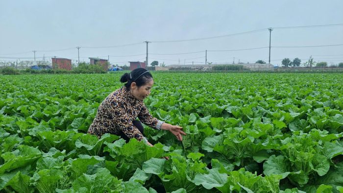 Xã Bát Tràng cung cấp một lượng lớn rau cho thị trường Hà Nội. Ảnh: Trung Nguyên