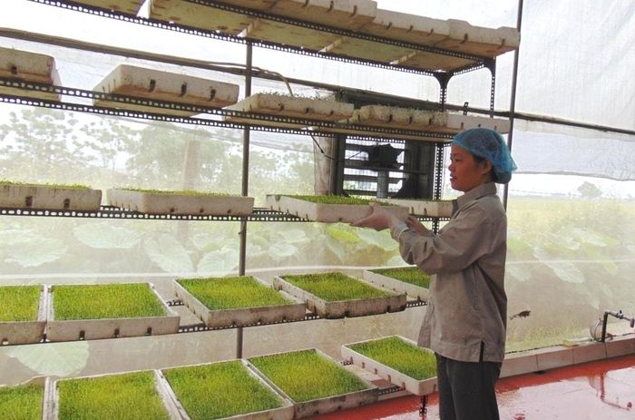 Người dân cần thực hiện tốt các biện pháp chăm sóc hạn chế sâu bệnh. Ảnh: Đỗ Quang