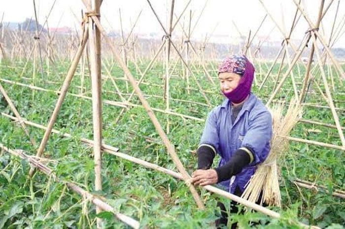 Nông dân sản xuất rau màu vụ xuân đang được các địa phương triển khai đúng kế hoạch. Ảnh: PV