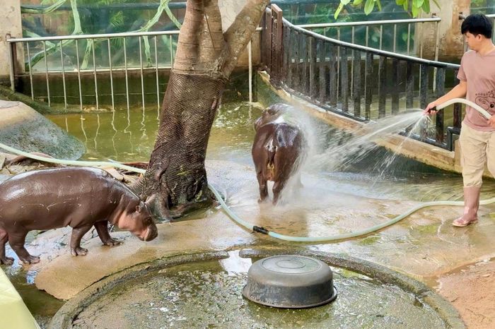  Nhân viên vệ sinh tắm cho mẹ con hà mã lùn Moo Deng. 