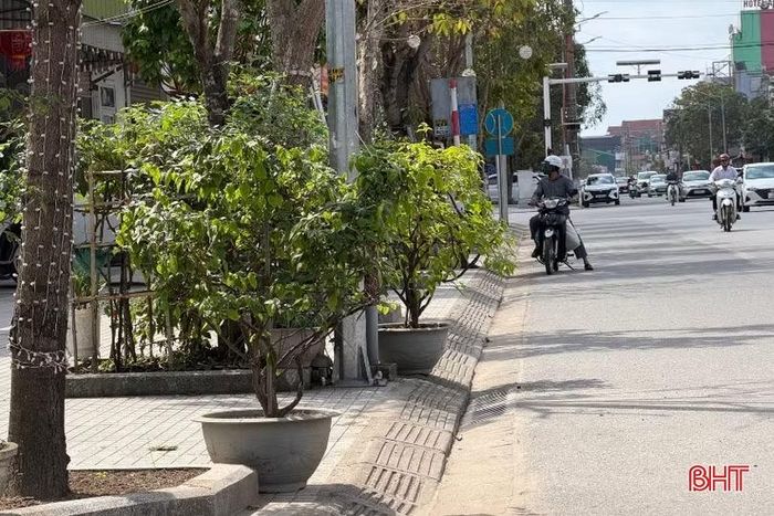 Trên các trục đường huyết mạch như đường Trần Phú, Quang Trung, Nguyễn Công Trứ, Nguyễn Huy Tự,… nhiều chậu cây cảnh "án ngữ" vỉa hè. Nếu người đi bộ muốn di chuyển, dĩ nhiên phải đi xuống lòng đường.