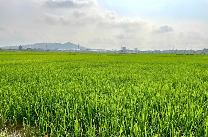 Hình ảnh những cánh đồng lúa đang ở “thì con gái” luôn mang đến cho chúng ta một cảm giác thật bình yên