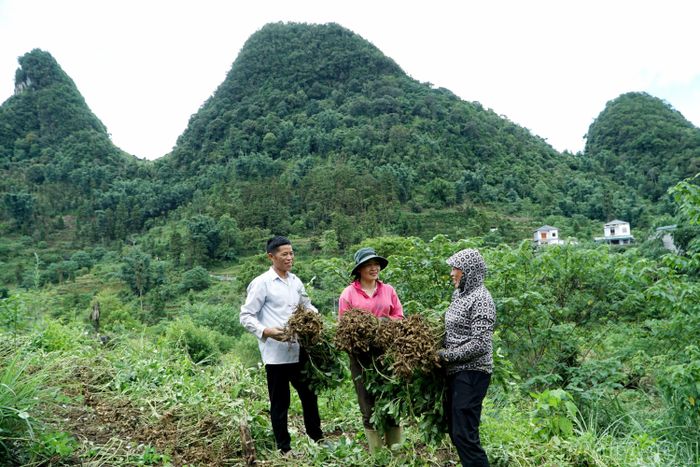 Lạc hoa hay còn gọi là lạc vằn Pa Dí là loại cây mang lại giá trị kinh tế cao cho người dân xã Mường Khương. Giống lạc này có hàm lượng dinh dưỡng cao, chất lượng thơm ngon vượt trội so với các loại lạc khác. Không ít hộ gia đình có thể thu hàng trăm triệu đồng/năm từ trồng lạc.