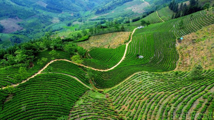 Cây chè được người dân chăm sóc khoa học, bài bản trở thành cây trồng chủ lực đem lại thu nhập ổn định cho người dân địa phương.