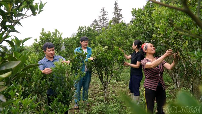 Với bản tính cần cù, chăm chỉ và đoàn kết, người dân xã Mường Khương tích cực học tập kinh nghiệm sản xuất nông nghiệp và lan tỏa mô hình phát triển kinh tế hiệu quả.
