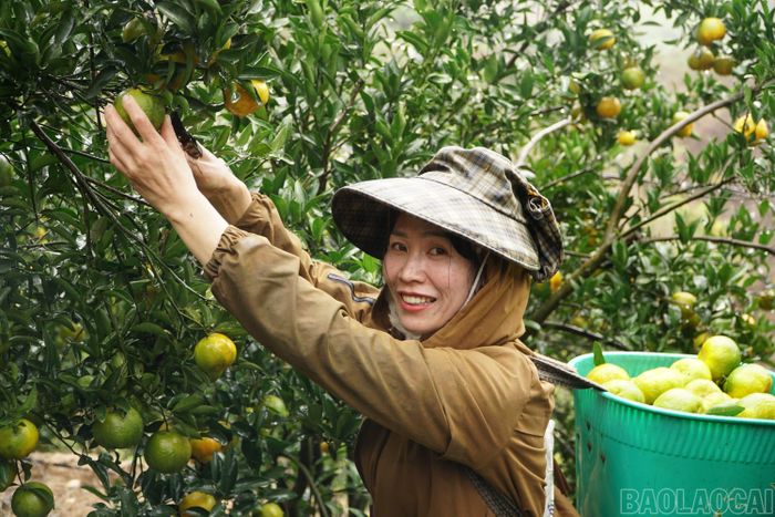 Cây quýt được người dân di thực, đưa về trồng tại Mường Khương. Nhờ sự cần cù, tâm huyết của người nông dân, cây quýt đã thích nghi tốt với điều kiện khí hậu, thổ nhưỡng địa phương, từ diện tích nhỏ đã phát triển thành vùng chuyên canh rộng lớn đem lại nguồn thu nhập cao cho người dân. Không ít vườn quýt đạt giá trị kinh tế 600 - 700 triệu đồng/năm.