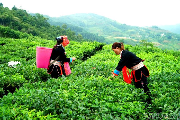Phụ nữ dân tộc thiểu số xã Mường Khương là nhân tố tích cực trong trong việc xây dựng và nhân rộng các mô hình sản xuất nông nghiệp hiệu quả; góp phần phủ xanh những vùng đất cằn cỗi bằng các loại cây trồng phù hợp.