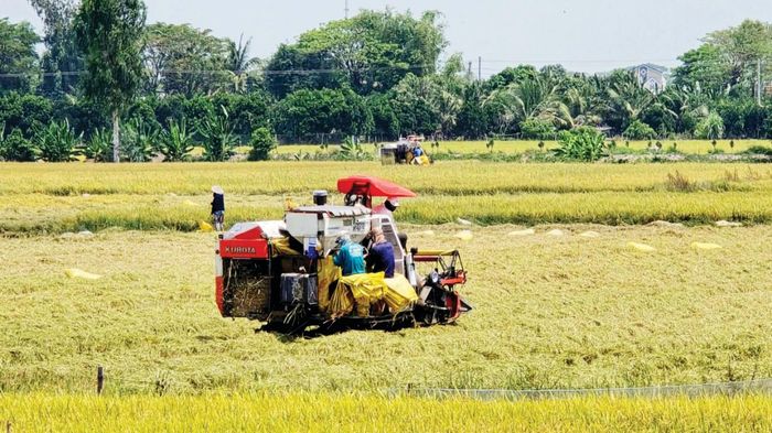 Nông dân xã Phú Tân, tỉnh An Giang thu hoạch lúa đông xuân. Ảnh: NAM KHÔI
