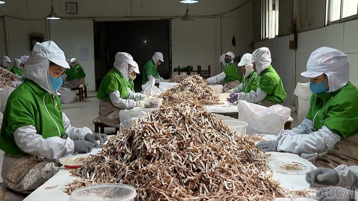 Măng khô - một trong hai sản phẩm xuất khẩu chủ lực của Công ty Cổ phần Yên Thành.