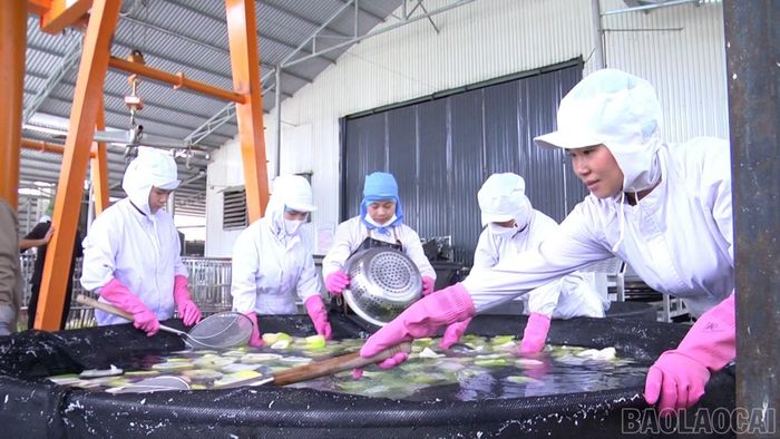 Công nhân Công ty TNHH Yamazaki sơ chế măng trước khi đưa vào chế biến.