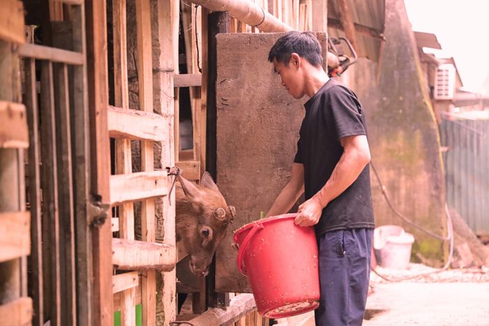 Hươu sao tiêu thụ lượng thức ăn ít.