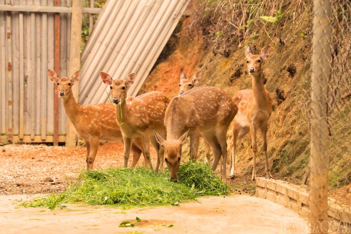 Hiện, anh La Công Đức đầu tư nuôi đàn hươu sinh sản 5 con.