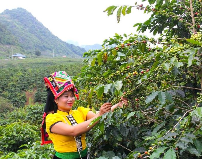 Quy trình đánh giá ESG đã được triển khai vào chuỗi sản xuất cà phê Sơn La với những cam kết mạnh mẽ về giảm phát thải, định hướng phát triển bền vững.