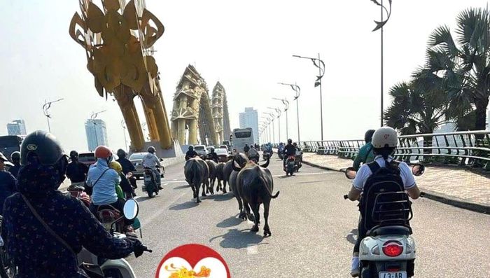 Hình ảnh đàn trâu đi qua cầu Rồng được đăng tải trên trang mạng xã hội Facebook.