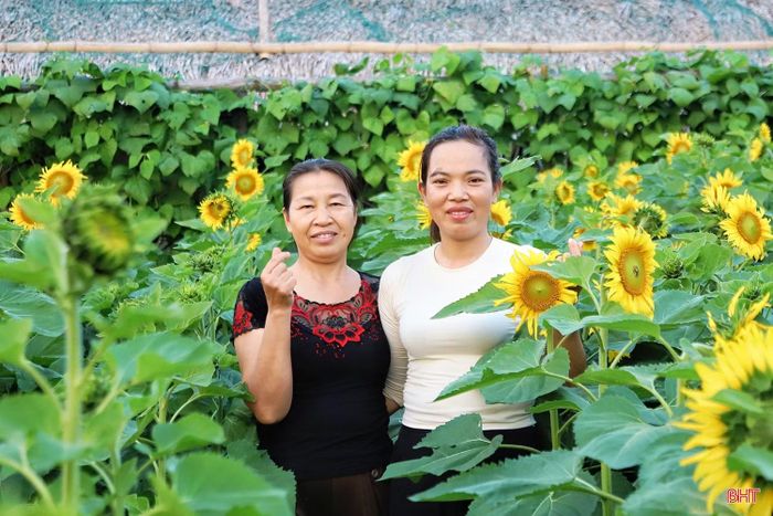 Theo chia sẻ của chủ vườn, thời điểm phù hợp nhất để chụp ảnh cùng hoa hướng dương là vào khoảng sáng sớm hoặc đầu buổi chiều, khi hoa đón ánh sáng nhẹ và bung nở căng, tạo nên sắc màu rực rỡ, tự nhiên.
