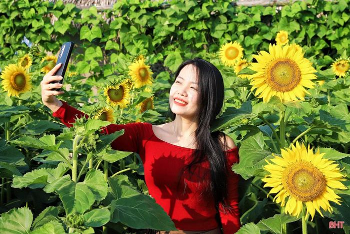 Chị Bùi Hoàng Quang Ngọc (áo đỏ, trú phường Thành Sen) chia sẻ: “Dù được trồng thử nghiệm nhưng hoa hướng dương ở đây nở to, đồng đều và rất đẹp. Vườn lại đón nhiều ánh nắng nên những bức ảnh càng thêm rực rỡ. Khi đến đây, tôi cảm thấy rất yên bình, thư thái".