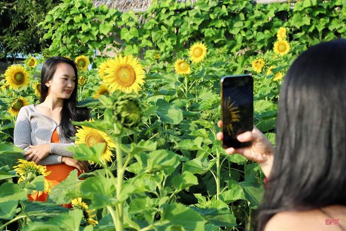 Nhiều chị em nhanh chóng "bắt sóng" vườn hoa hướng dương để check-in và chụp ảnh.