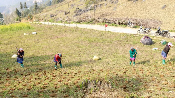 Các hộ dân thường đổi công cho nhau để gieo hạt giống kịp thời vụ.