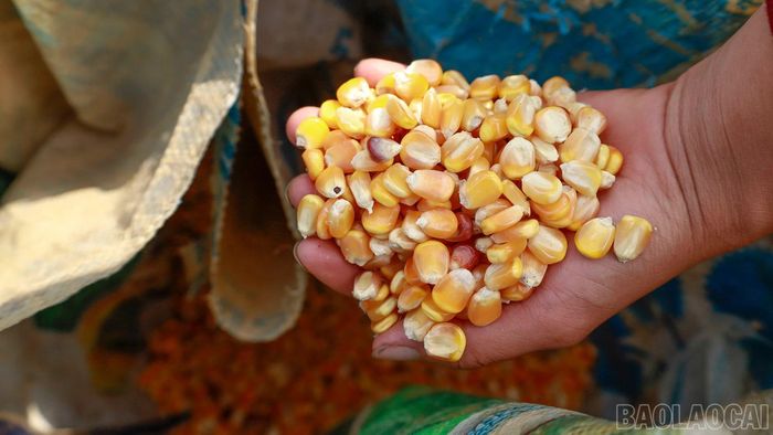 Ngô là cây trồng được nhiều nông dân vùng cao lựa chọn để canh tác trên những triền đất dốc, khô hạn.