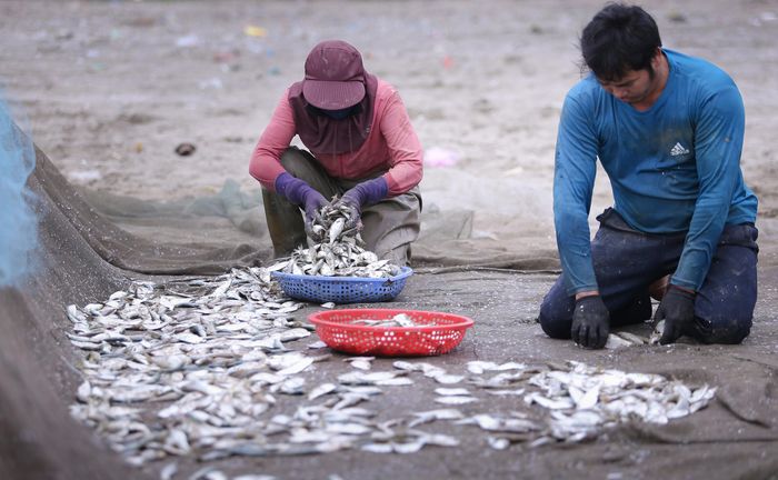 Đang cùng vợ hốt cá dưới cát vào rổ để đi rửa lại, ngư dân Bùi Văn Long (51 tuổi) cho biết: Mùa cá trích kéo dài từ tháng Giêng đến hết tháng 3 Âm lịch.