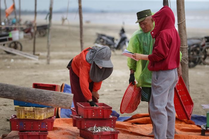 Một điều ngư dân phấn khởi, cá đánh được đều có thương lái mua hết đến đó.