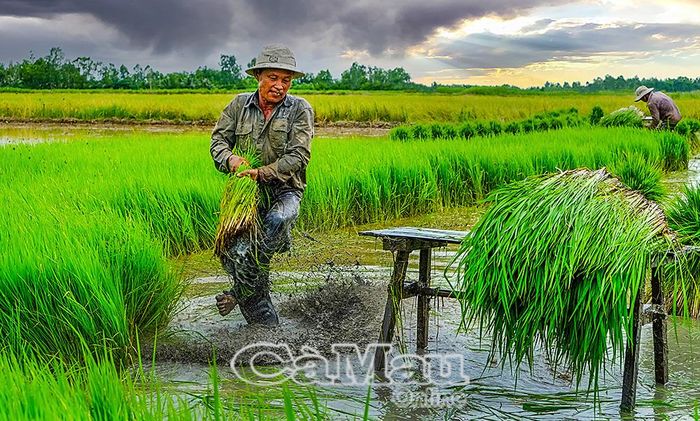 Ghế nhổ mạ là công cụ hỗ trợ đắc lực, giúp nông dân thực hiện công đoạn làm sạch gốc mạ. (Ảnh tư liệu)