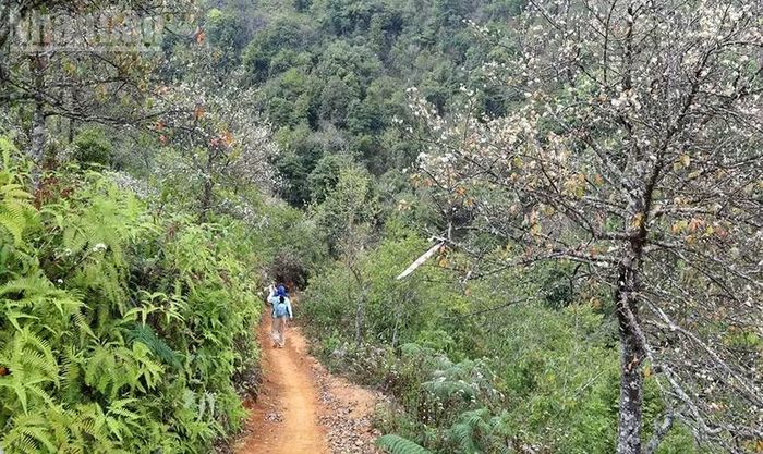 Một cung đường của giải leo núi “Sơn tra SkyRace” 2026 với sắc trắng tinh khôi của hoa Sơn Tra.