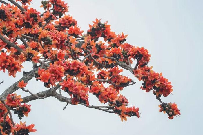 Ông Nguyễn Minh Đức, Trưởng phòng Văn hóa xã hội xã Nhân Hòa cho biết, trên địa bàn có hàng trăm cây hoa gạo. Trong đó, hàng chục cây có tuổi đời từ 50-100 năm tuổi mọc tự nhiên.