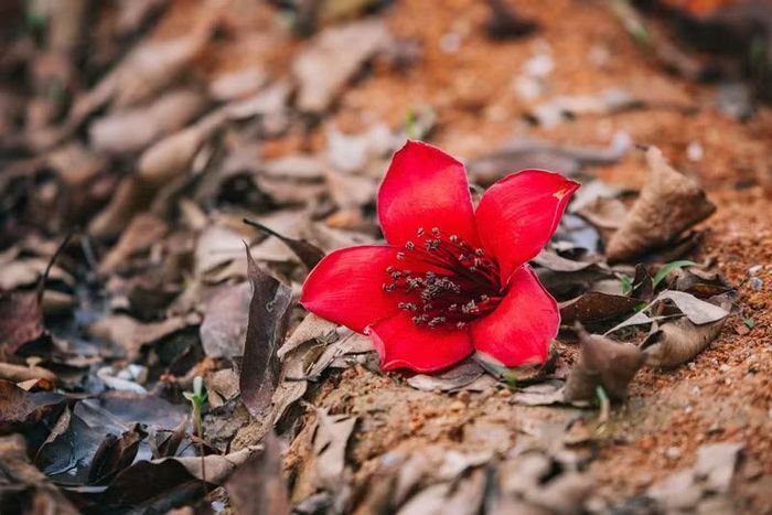 Vào mùa này, cây gạo rụng hết lá, chỉ còn lại những bông hoa trên cành.