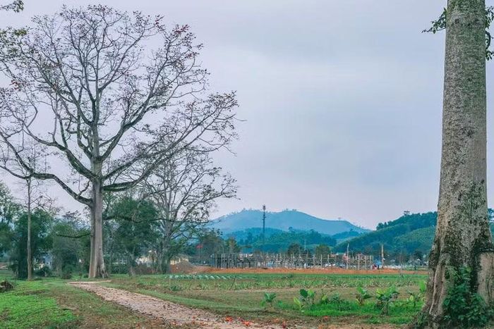 Cùng với việc bảo vệ, chăm sóc, phát triển hàng cây gạo hiện có, người dân nơi đây đang mở rộng trồng hoa gạo tại các tuyến đường chính của xã.