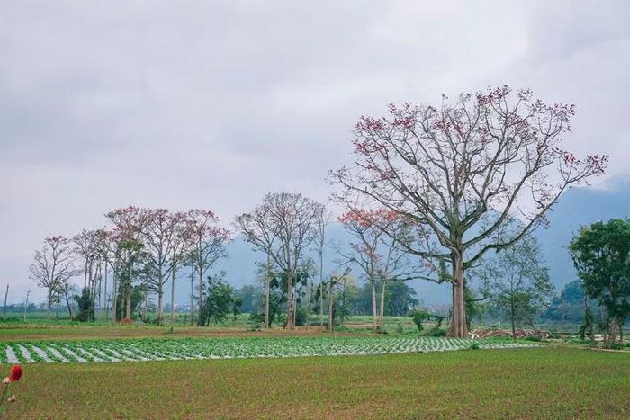 Hoa gạo nở đỏ rực trong sắc xanh của những cánh rừng, làng mạc trù phú tạo điểm nhấn đặc biệt cho vùng đất Nhân Hòa.