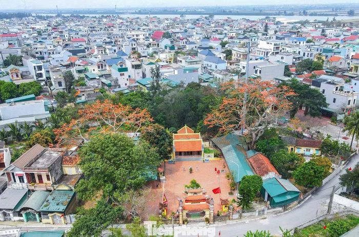 Cách đó không xa, tại đền Thanh Khê (phường Sầm Sơn) cũng có 2 cây gạo cổ thụ. Khác với các cây hoa gạo có sắc đỏ, hai cây hoa gạo ở đây có màu cam nhạt, thân cây to, tán rộng.