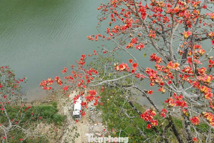 Hoa gạo cổ thụ đồng loạt bung nở, tạo nên khung cảnh mê hoặc