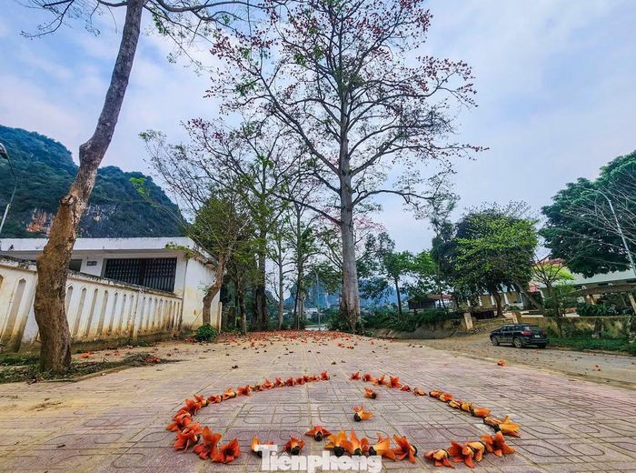 Nhiều bạn trẻ đến chiêm ngưỡng, sắp từng bông hoa gạo thành hình trái tim để check-in.