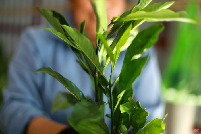 Lá dung (màu vàng), lá lấu (màu xanh)...2 loại lá rừng được xay nhỏ ướp cùng sứa tươi được xem là linh hồn tạo nên thương hiệu sứa lá dung của Hải Ninh.