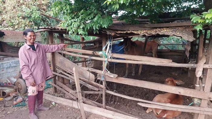 Người dân phấn khởi khi bò giống hỗ trợ đã sinh sản. Ảnh: N.D