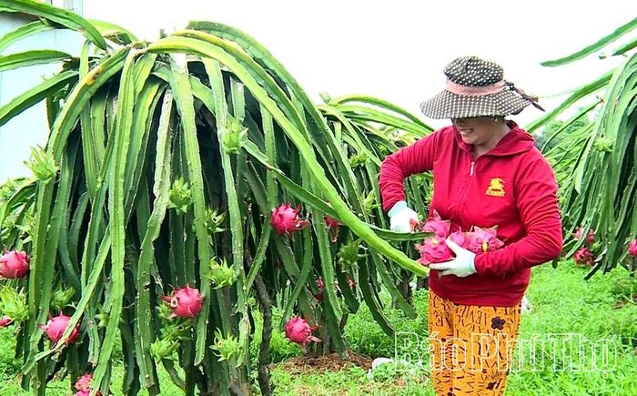 Gia đình Bà Lê Thị Hòa xã Tam Sơn trồng hơn 3.000m