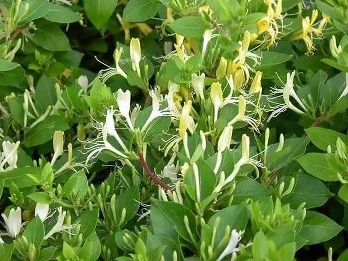 Bên cạnh đó, cây có sức sống tốt, ít sâu bệnh, phù hợp với nhiều điều kiện khí hậu nên rất được ưa chuộng. Ảnh: Internet