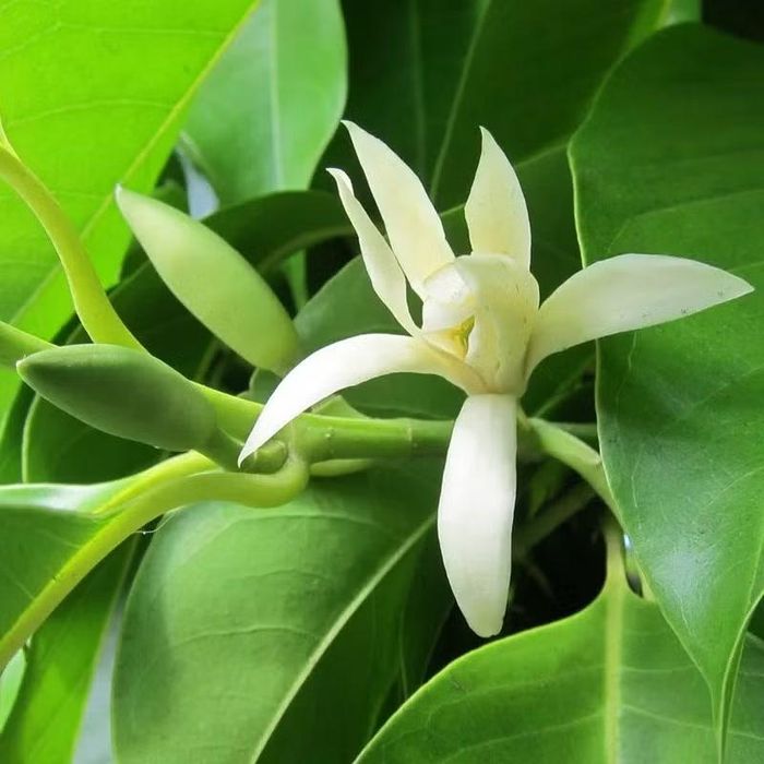 Ngọc lan tượng trưng cho sự bình an, trường tồn và may mắn. Nhiều người tin rằng trồng cây trước nhà sẽ giúp gia chủ gặp thuận lợi trong công việc và cuộc sống. Ảnh: Facebook